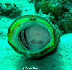 a scorpion fish not happy with my camera by Omar Nagi 